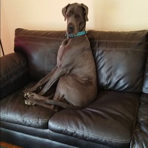 Meet your Posher, Cody